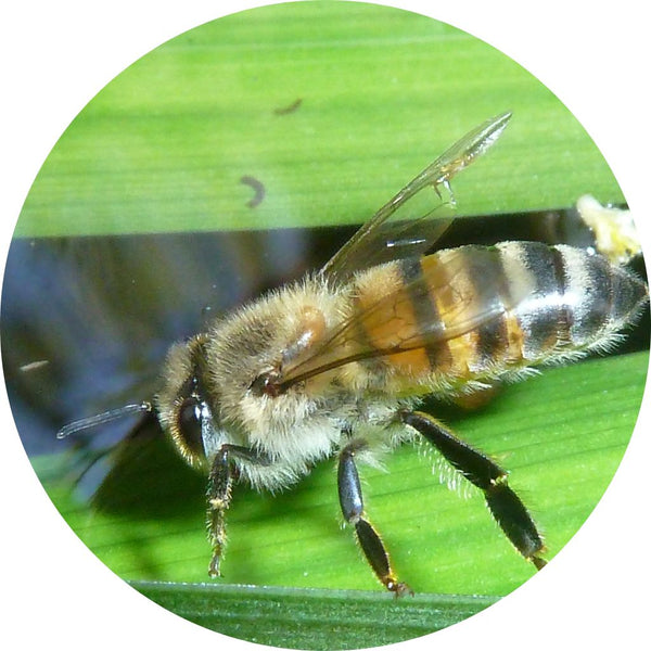 Africanized Honeybees - Flow Hive US
