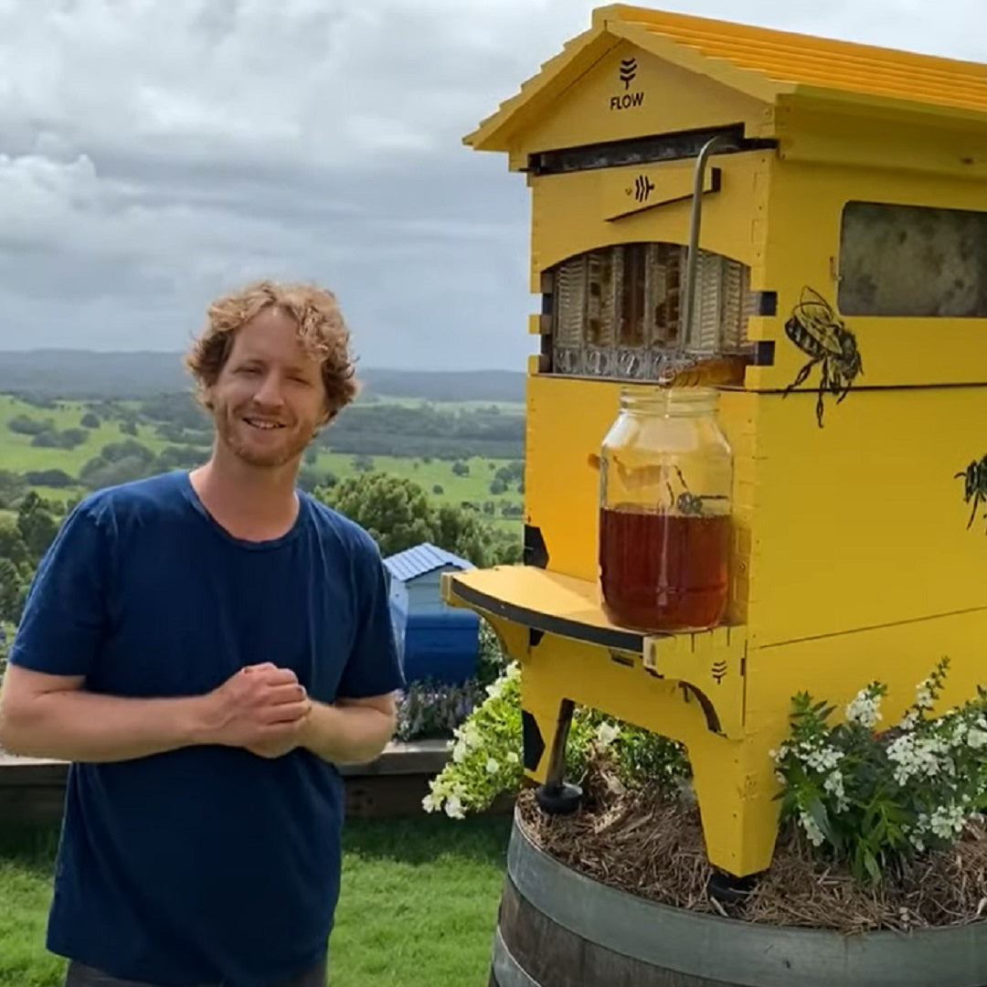 Black & yellow harvest