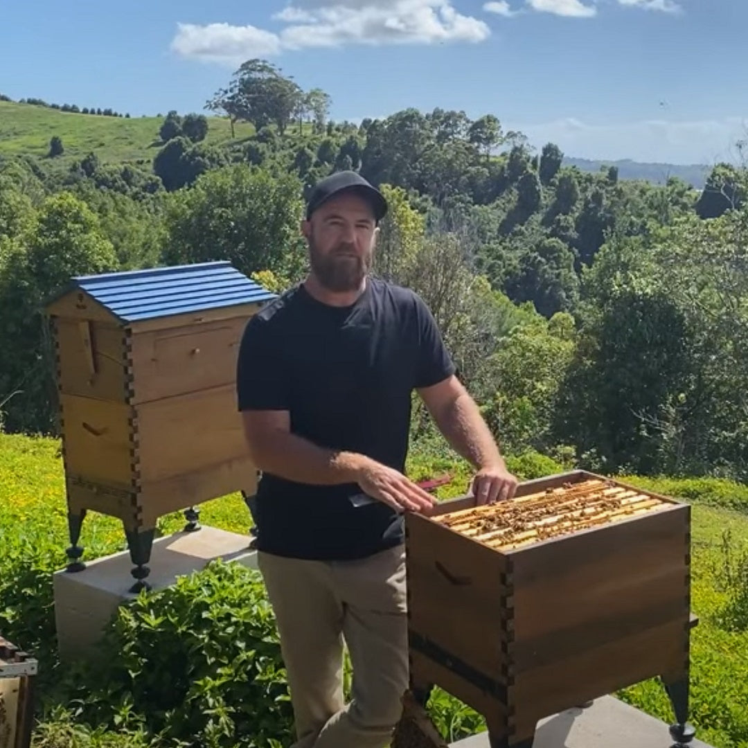 Flow Hive brood inspection with Pete