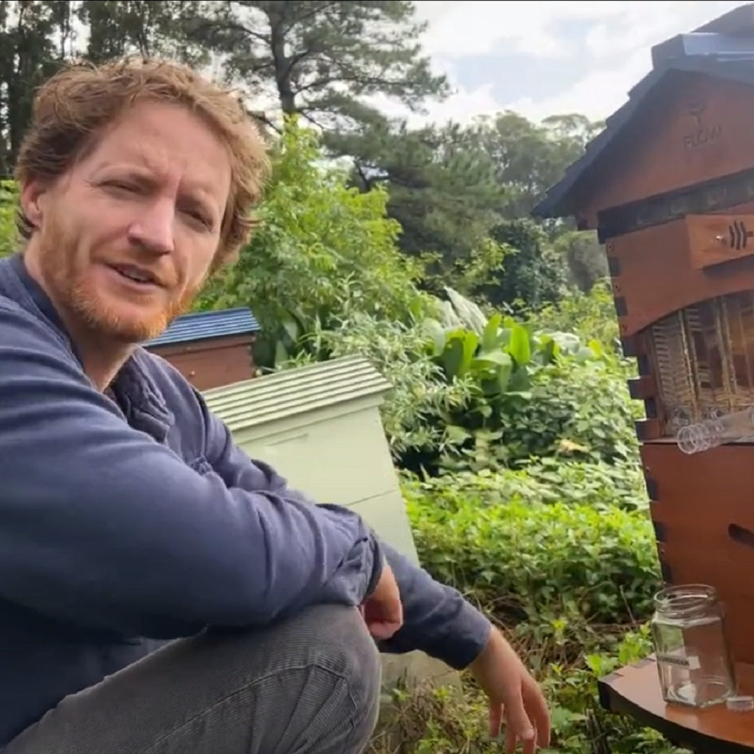 How much honey should I harvest from my Flow Hive?