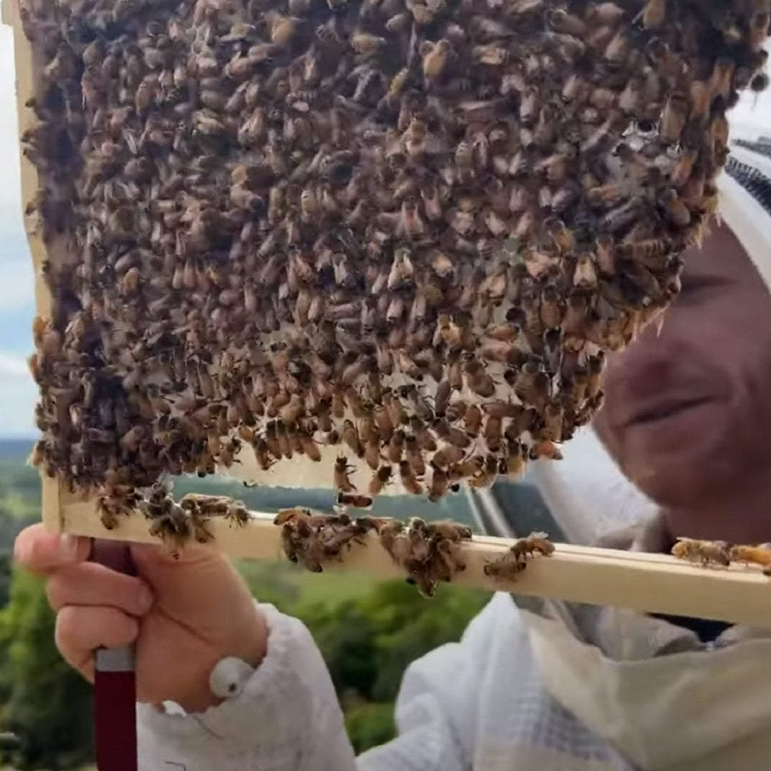 Checking the swarm catch