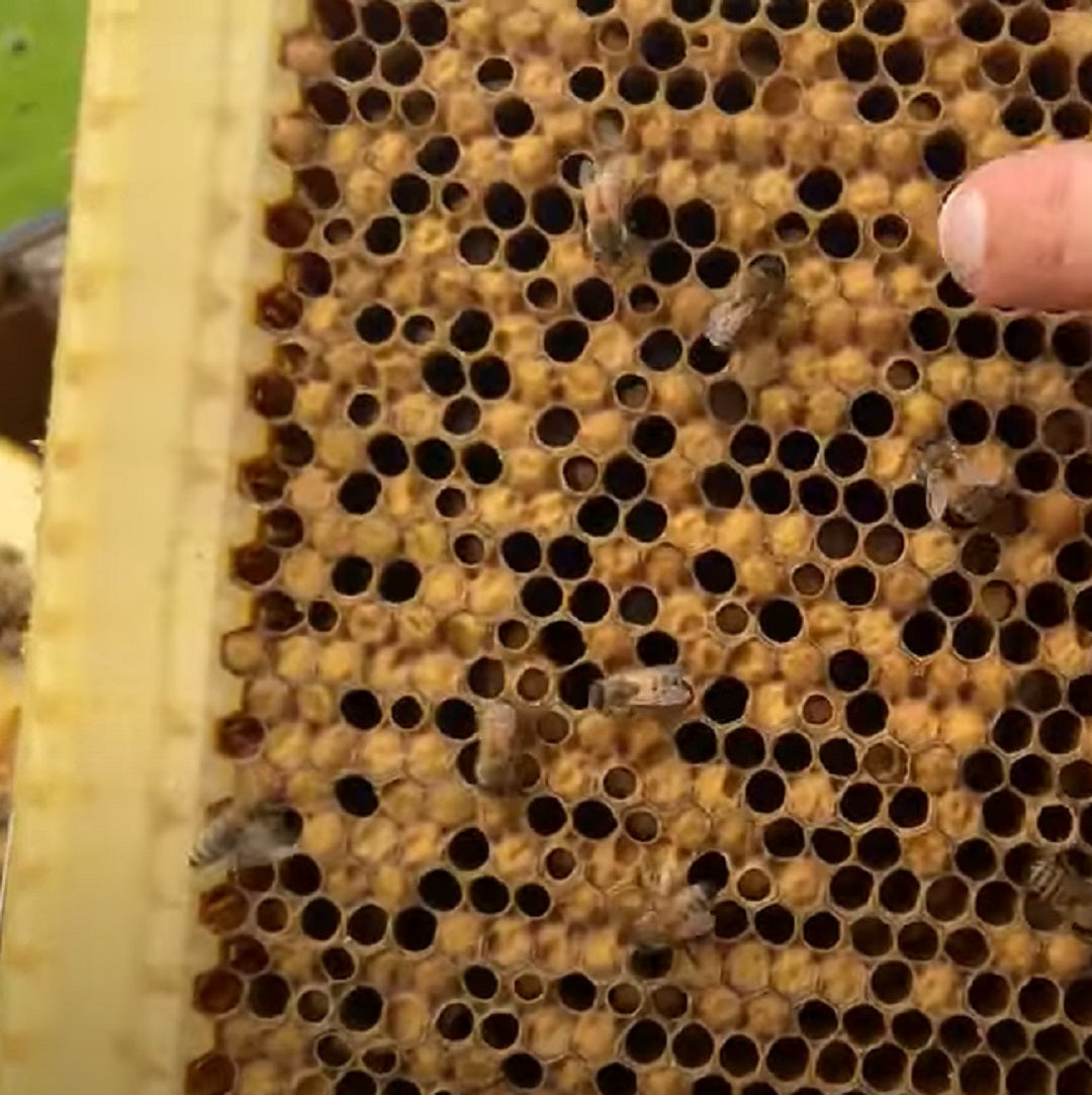How to inspect your Flow Frames - Flow Hive US