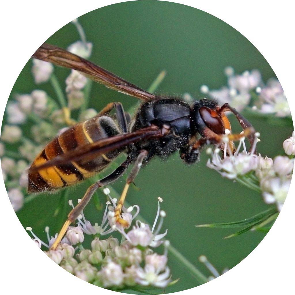Asian Hornet