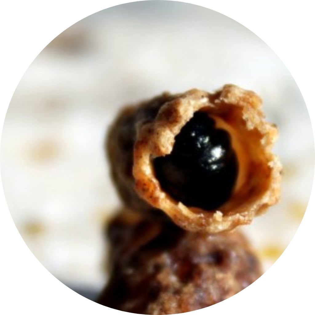 Black Queen Cell Virus