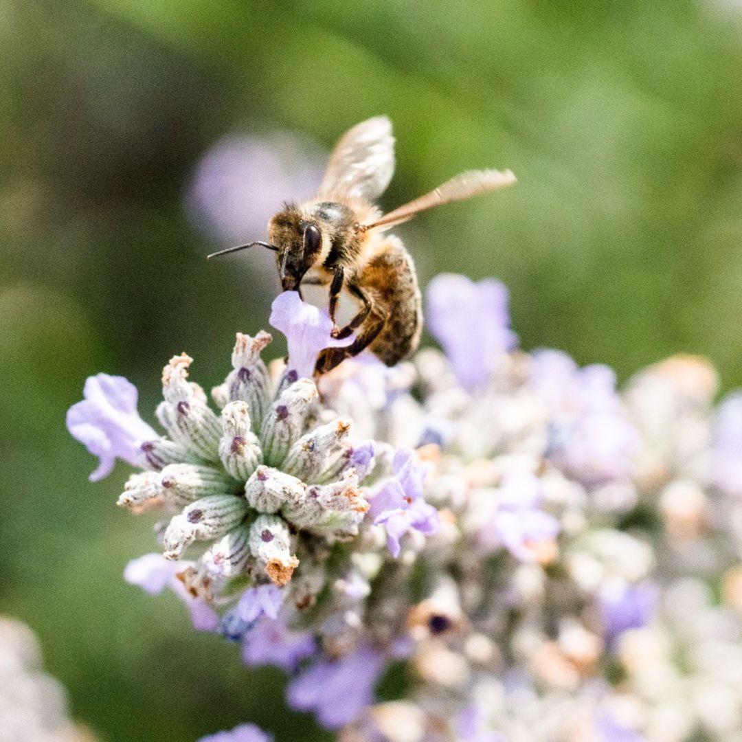 What do bees eat? - Flow Hive US, image size:1080x1080