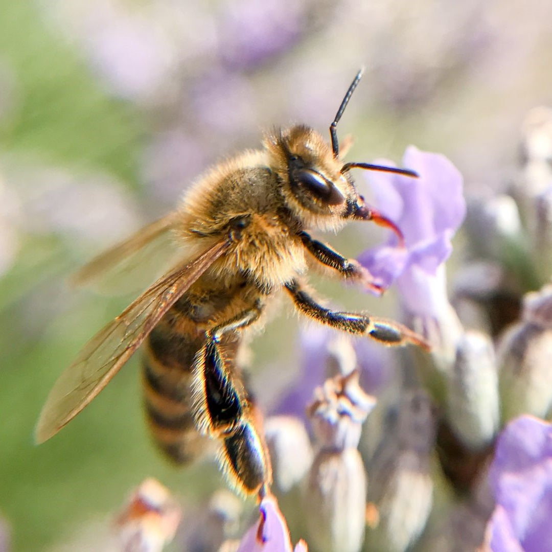 Beginner beekeeping with a Flow Hive - Flow Hive US