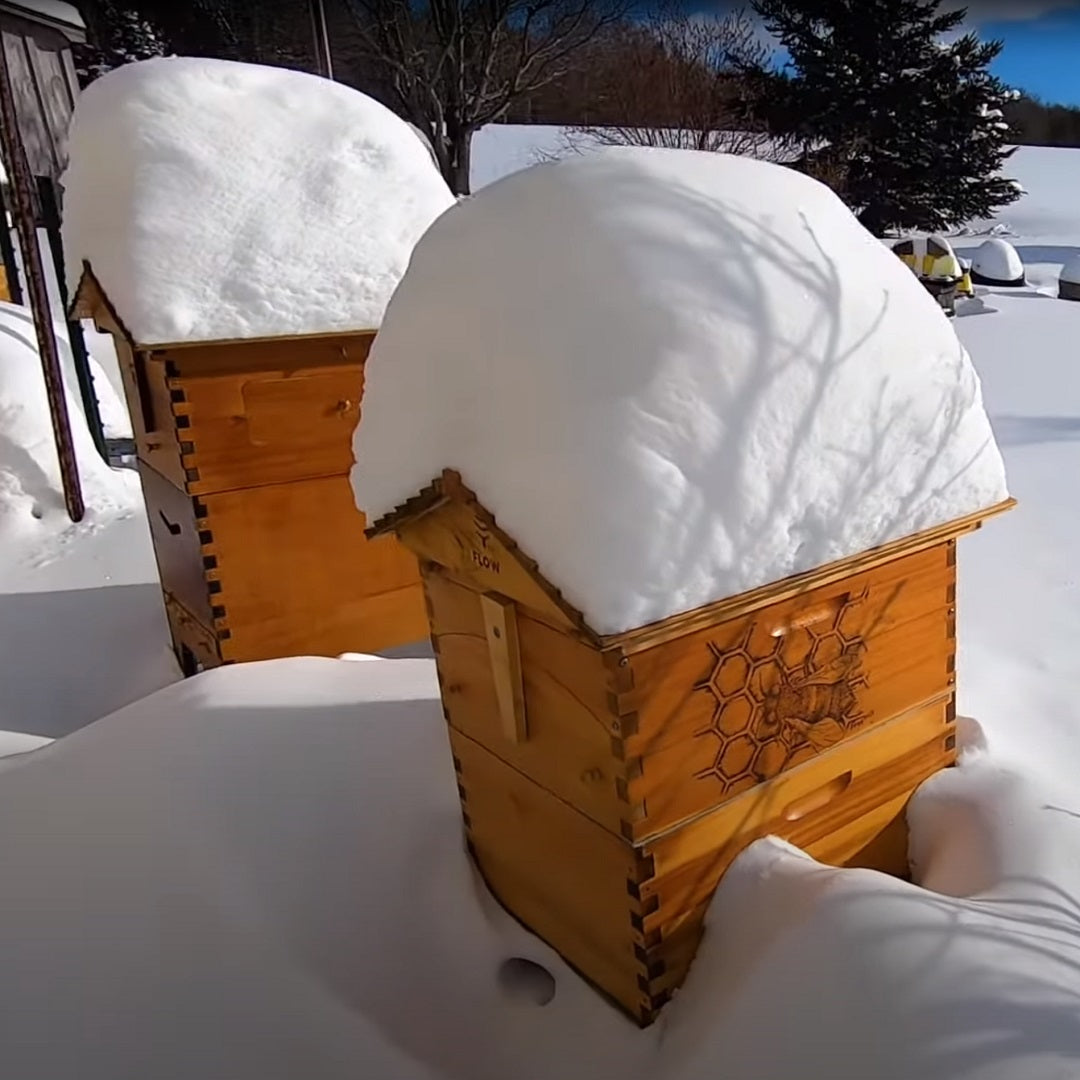 Bees carrying out white stuff? - Wintering your Flow Hive - Flow Forum
