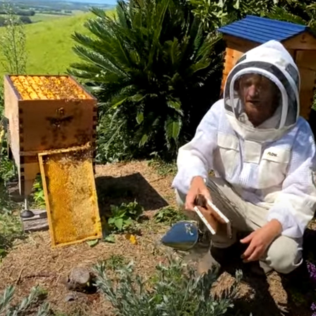 Your first brood inspection