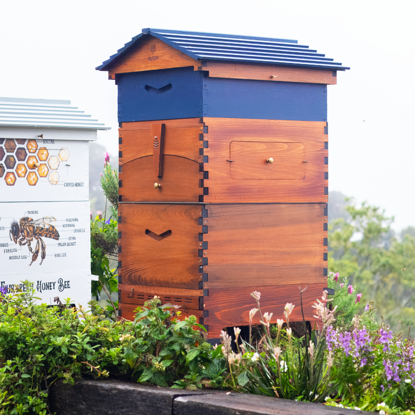 Flow Ideal Super | Shallow Super for Harvesting Comb - Flow Hive US