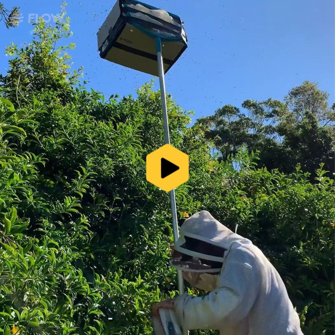 Thrill of the swarm catch