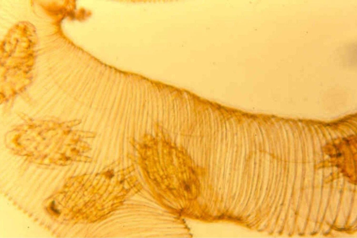 An Introduction to Tracheal Mites: Essential Beekeeping Guide