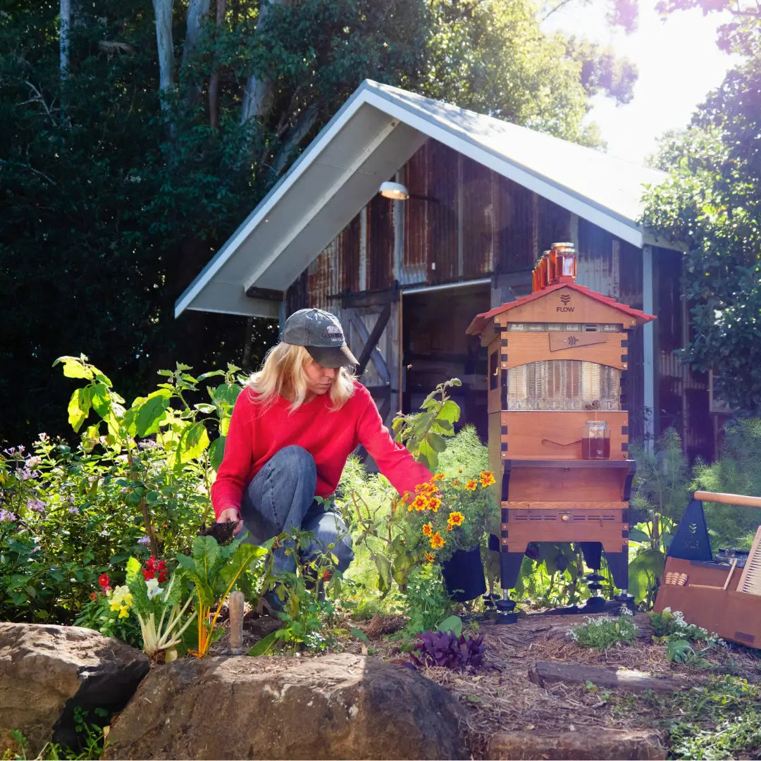 Harvesting honey from your own garden.