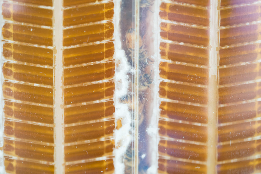 Flow Frames l Flow Hive Honey On Tap Beehive - Flow Hive US